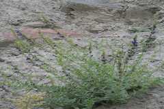 Hyssopus officinalis